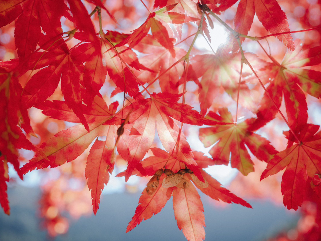 hth网页版在线登录入口-2026年2月财运颇为旺盛的 3 生肖，赚得开心、花的安心，前程似锦